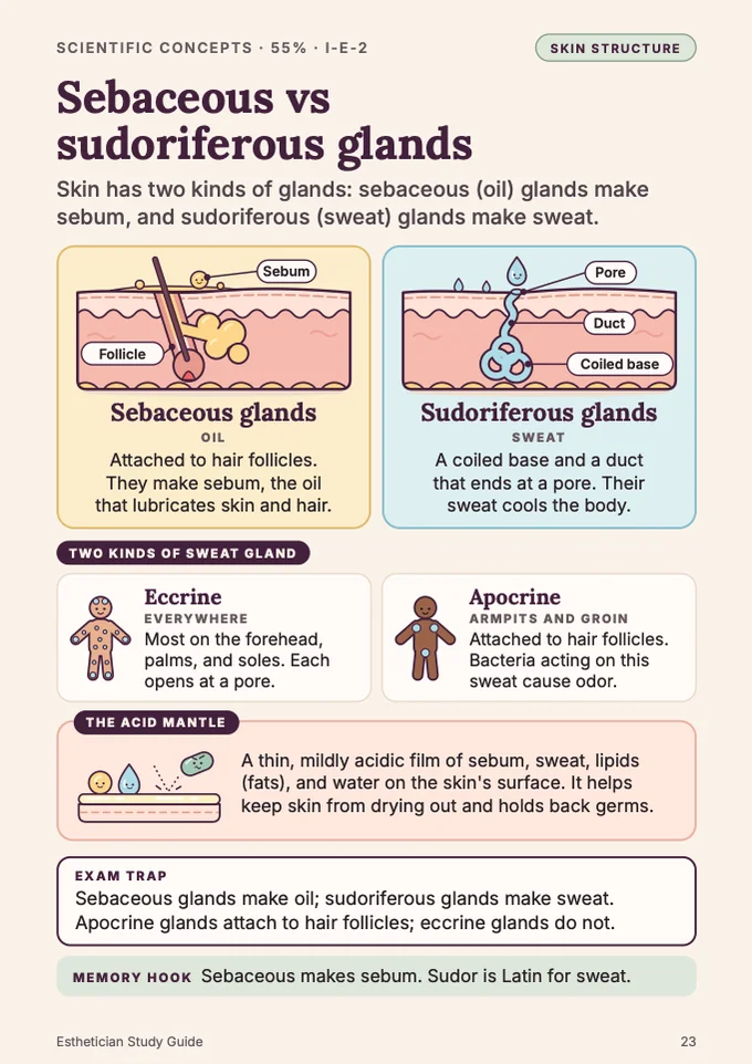 Book 1, page 23: Sebaceous vs sudoriferous glands